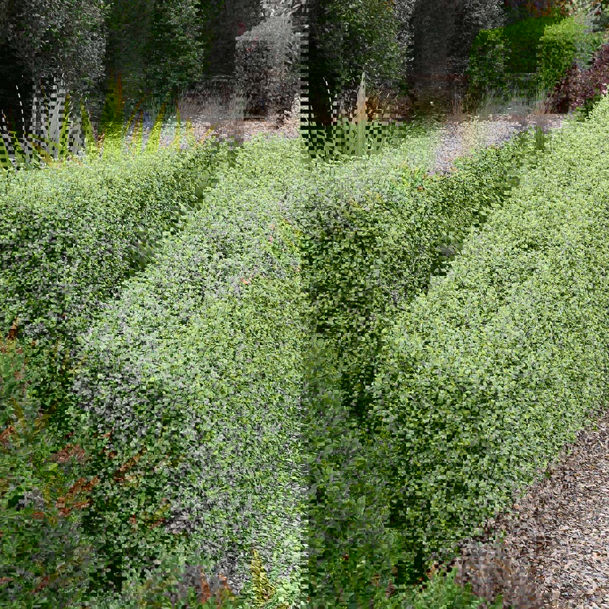 Hedging
